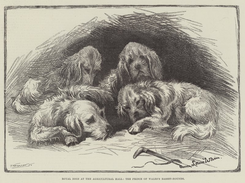Chiens royaux au Hall agricole, les bassets du prince de Galles - Louis Wain