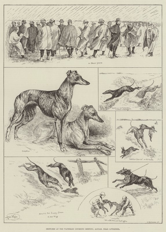 Croquis à la réunion de coursing de Waterloo, Altcar, près de Liverpool (gravure) - Louis Wain