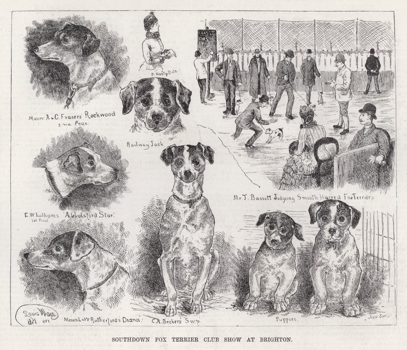 Exposition du Southdown Fox Terrier Club à Brighton - Louis Wain