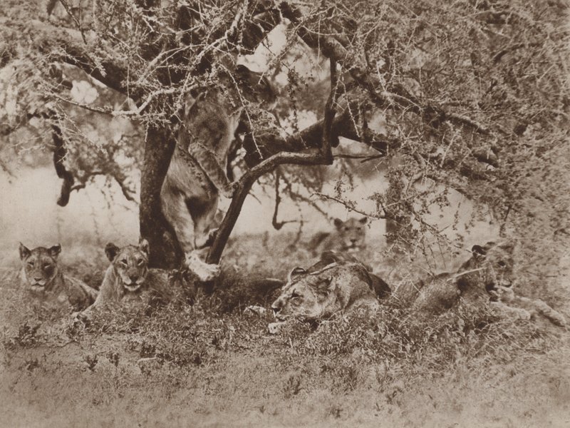 Les lions grimpent-ils aux arbres?, la réponse des caméras - Marcuswell Maxwell