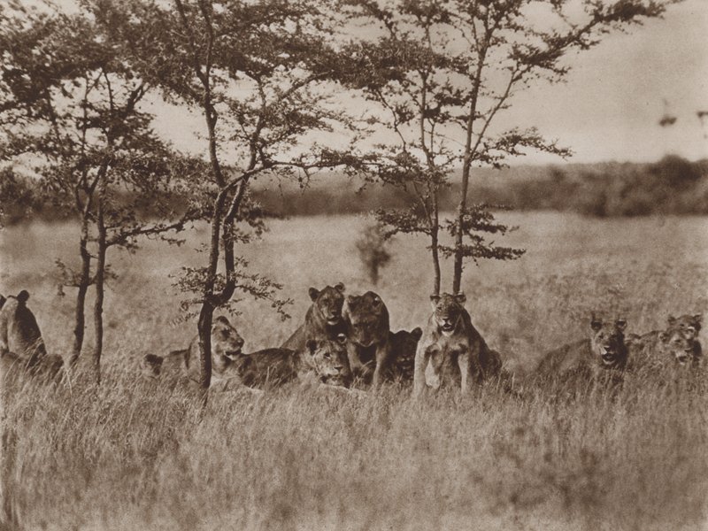 Face à la caméra, une troupe de neuf lions au repos - Marcuswell Maxwell
