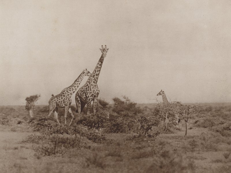 Girafes dans la broussaille - Marcuswell Maxwell