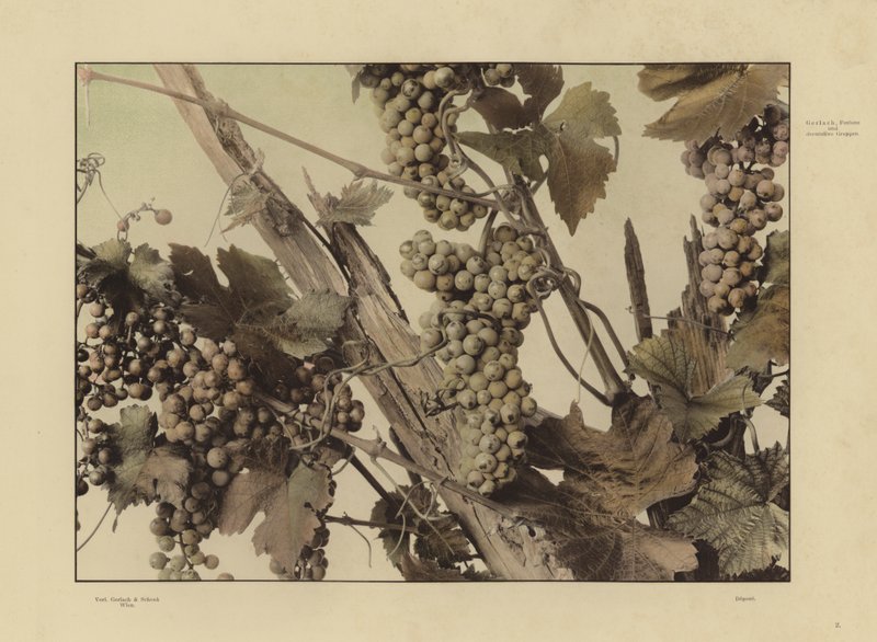 Un des Festons und Decorative Gruppen de Martin Gerlach - Martin senior Gerlach