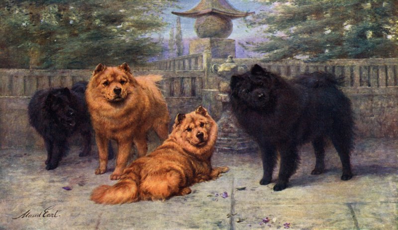 Quatre Chow-Chows Champion appartenant à Mme Scaramanga - Maud Earl