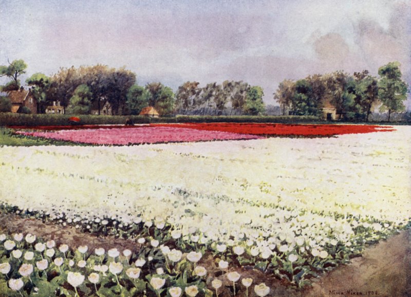 "Voici des tulipes pour vous, blanches, pour le mariage ou l