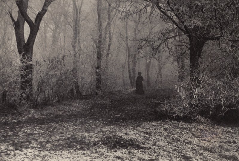 Dans la forêt de Vienne - Nichol Elliot