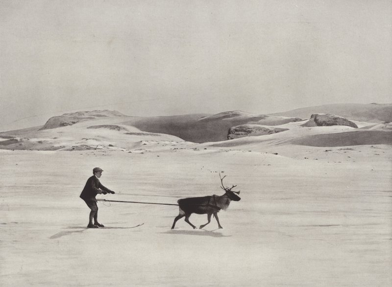 Ski-joëring avec des rennes dans les montagnes - Norwegian Photographer