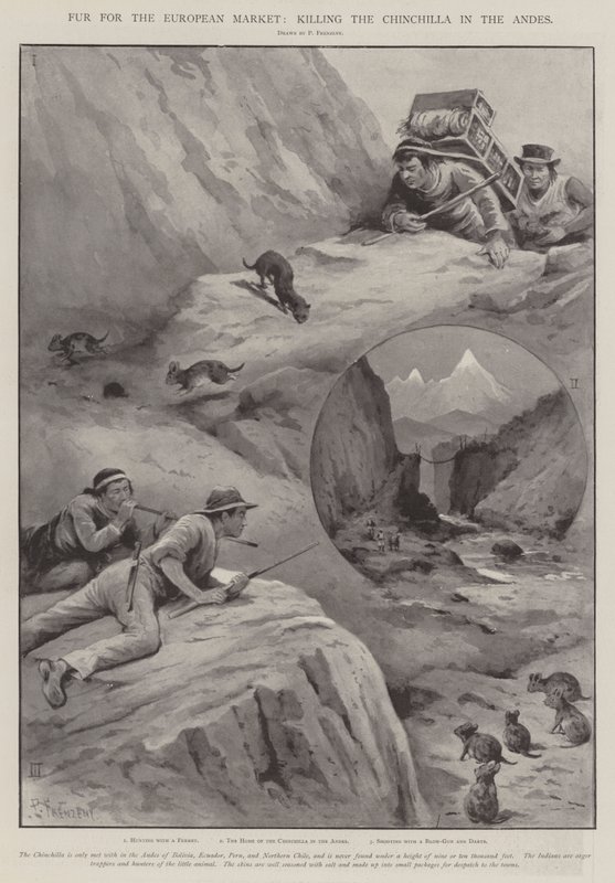 Fourrure pour le marché européen, chasse au chinchilla dans les Andes - Paul Frenzeny