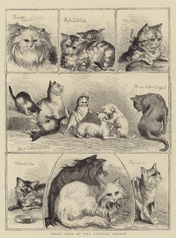 Chats primés au Crystal Palace - Percy Macquoid