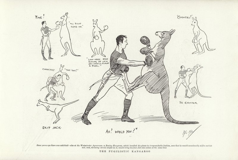 Le Kangourou Pugiliste - Phil May
