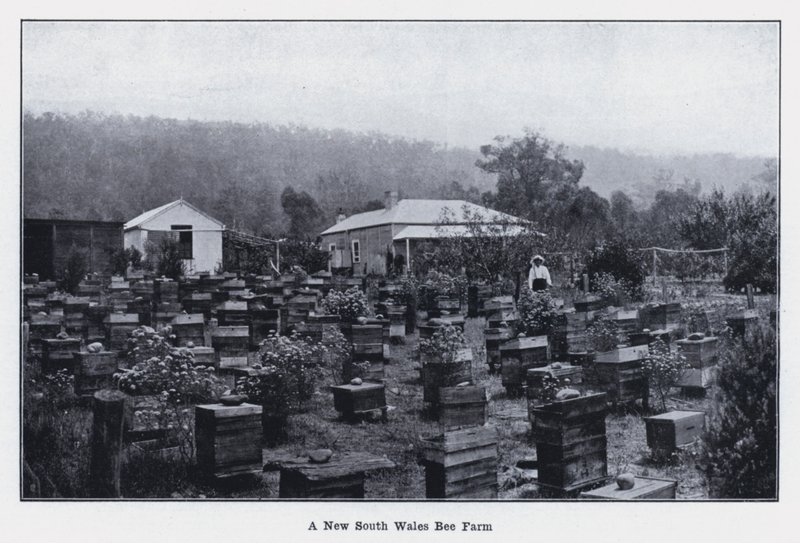 Une ferme apicole de Nouvelle-Galles du Sud - Photographer Australian