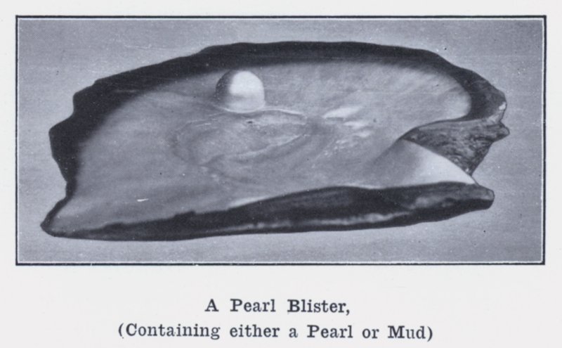 Une perle blister, contenant soit une perle soit de la boue - Photographer Australian