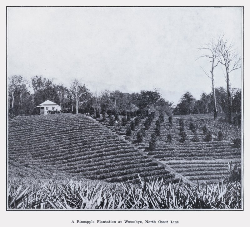 Une plantation d