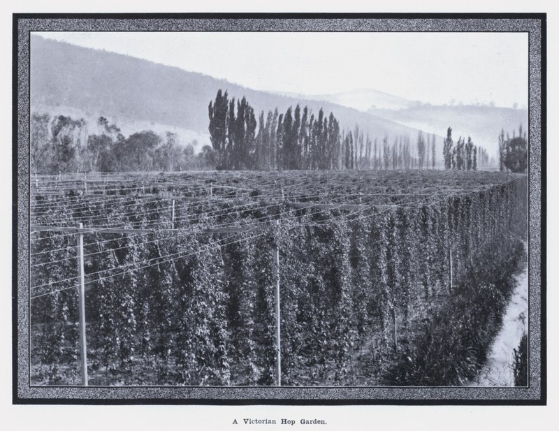 Un jardin de houblon victorien - Photographer Australian