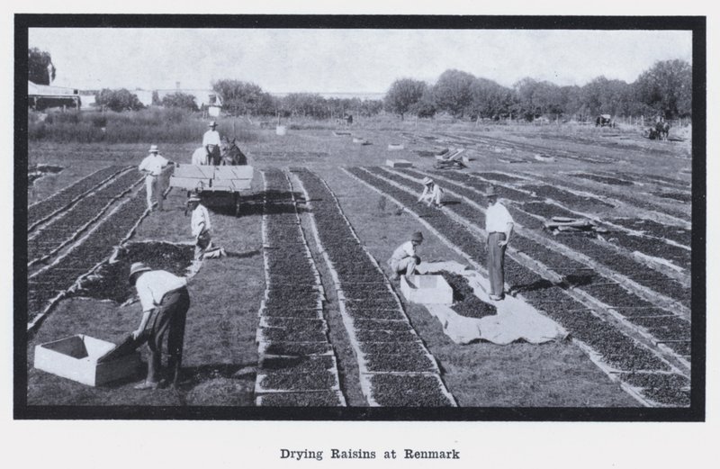 Séchage des raisins à Renmark - Photographer Australian