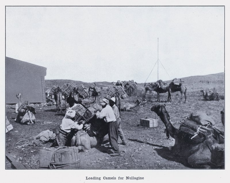 Chargement de chameaux pour Nullagine - Photographer Australian
