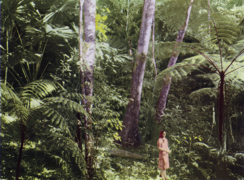 Queensland, Australie : Jungle tropicale (photo) - Photographer Australian