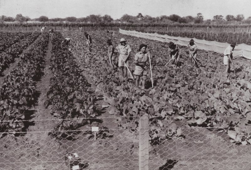 Légumes cultivés près de la route transcontinentale dans le soi-disant pays désertique, irrigués avec de l