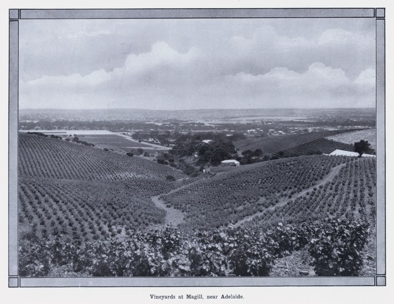 Vignobles à Magill, près d