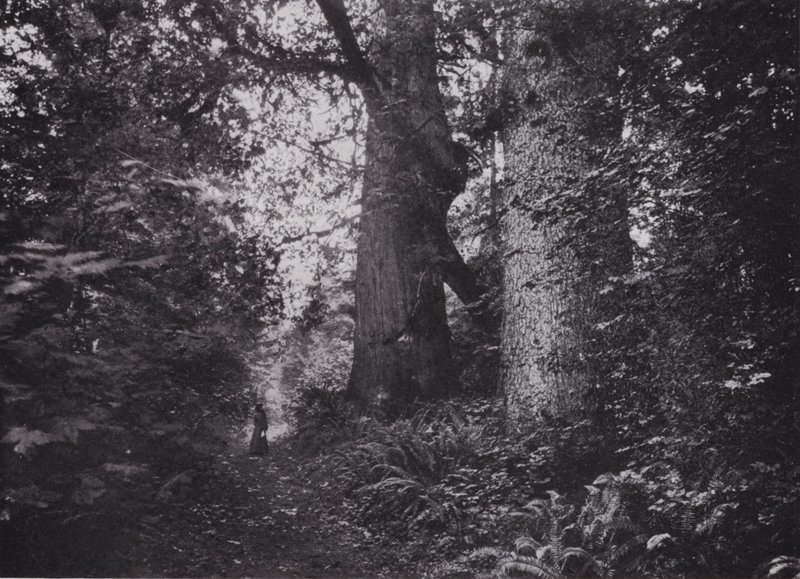 Géants de la forêt, Stanley Park, Vancouver - Photographer Canadian