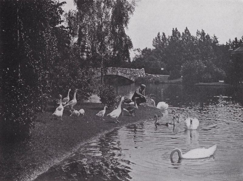 Lac, Beacon Hill Park, Victoria, Colombie-Britannique - Photographer Canadian