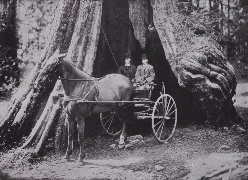 Le Grand Arbre, Stanley Park, Vancouver - Photographer Canadian