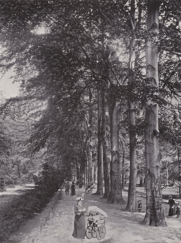 Dans le Tiergarten, Un chemin ombragé - Photographer German
