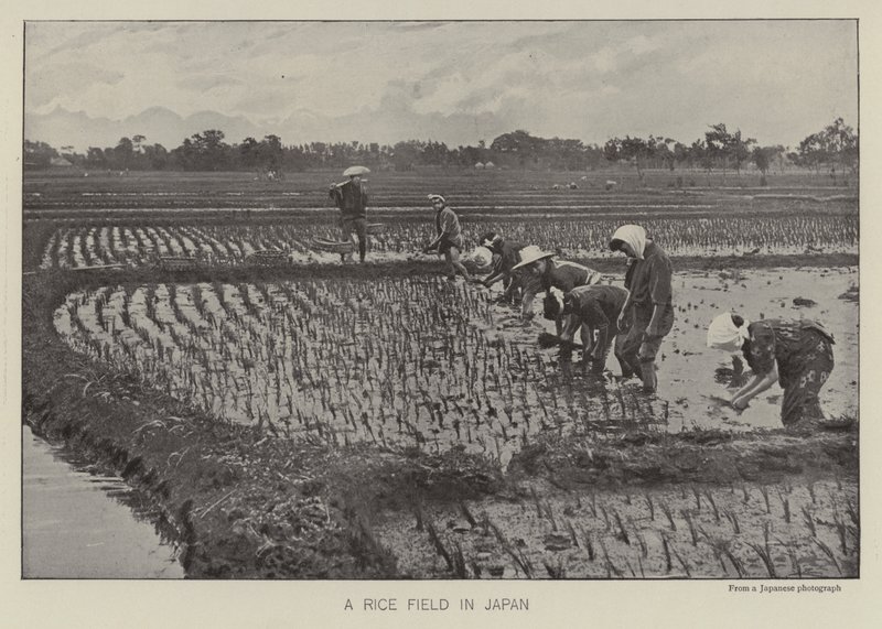 Champ de riz au Japon - Photographer Japanese