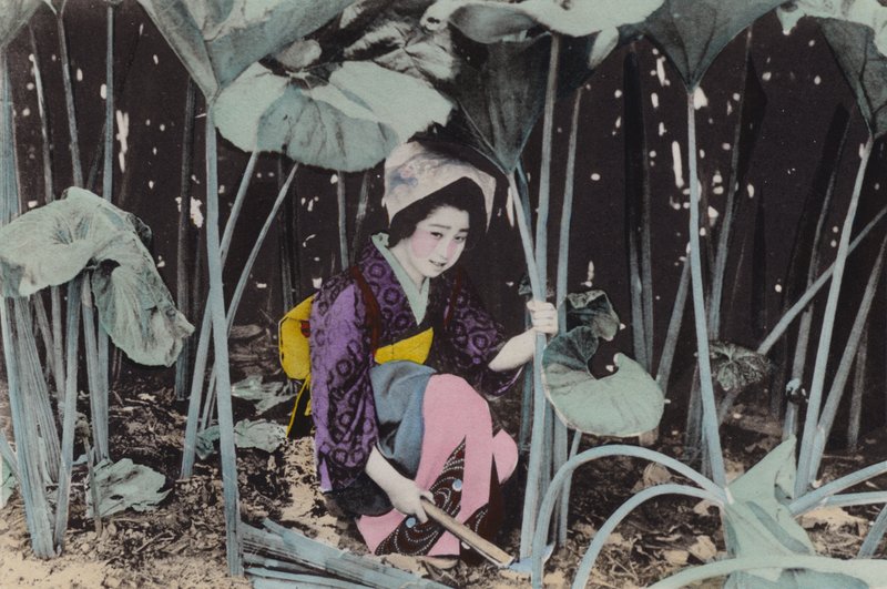 Japon, vers 1912 : Enorme Rhubarbe des marais, plante sauvage, Akita (photo) - Photographer Japanese