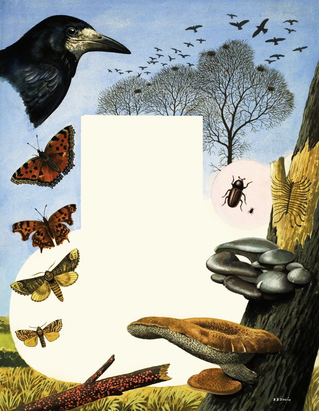 Animaux attirés par les ormes, notamment les corbeaux freux et les papillons - R.B. Davis