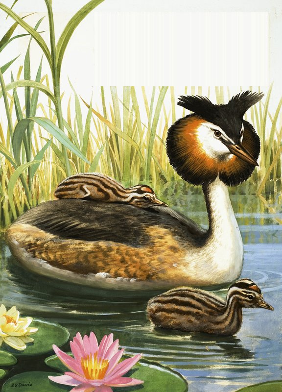 Grèbe huppé - R.B. Davis
