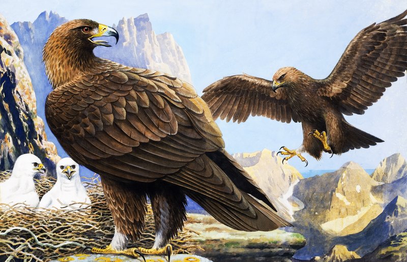 Roi des oiseaux, extrait de "Nature Wonderland" (Pays des merveilles de la nature) - R.B. Davis