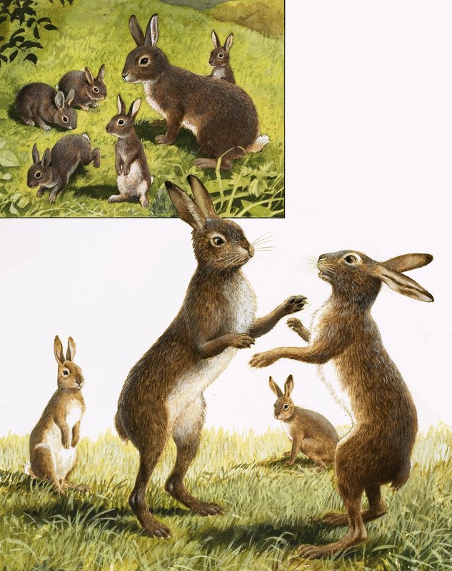 Le royaume de la nature : Rencontre avec le lièvre de mars fou - R.B. Davis
