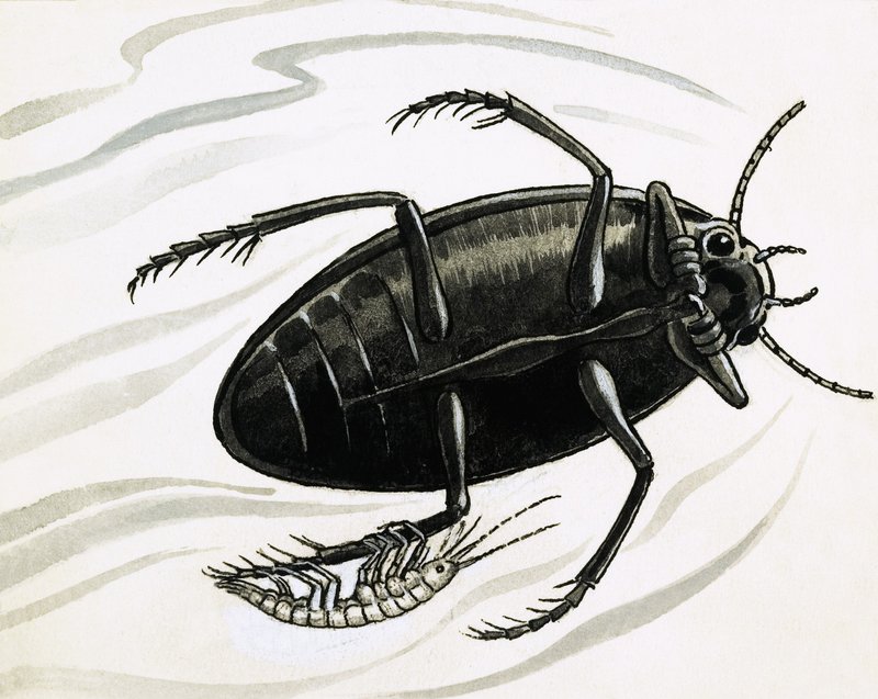 Les crevettes sont souvent accompagnées de grands coléoptères aquatiques - R.B. Davis