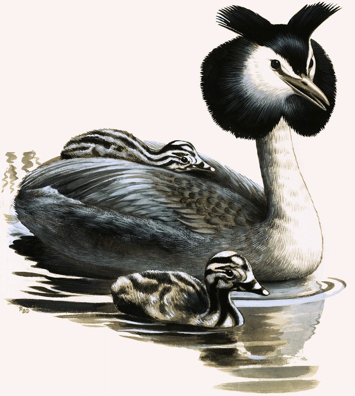 Le grèbe huppé - R.B. Davis