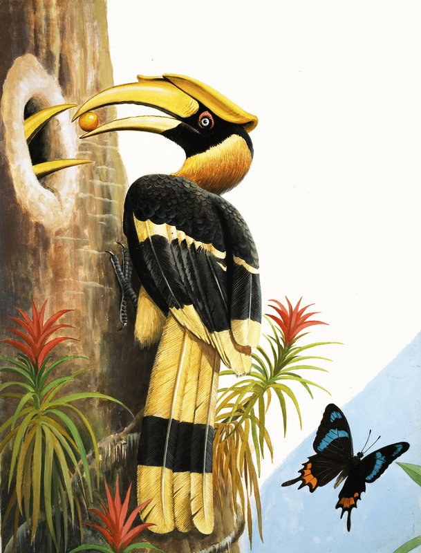 The Hornbill - R.B. Davis