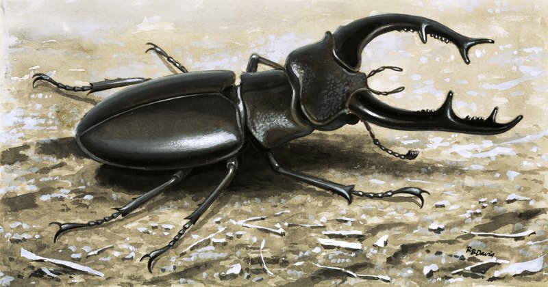 Le scarabée cerf - R.B. Davis