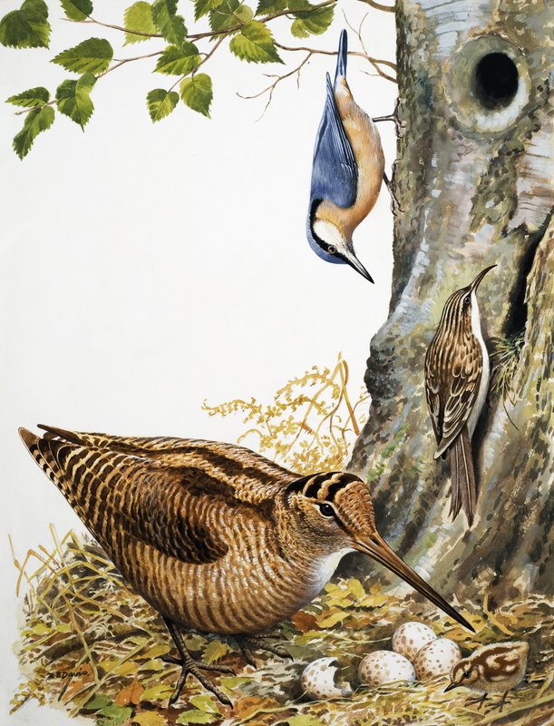Oiseaux des bois - R.B. Davis