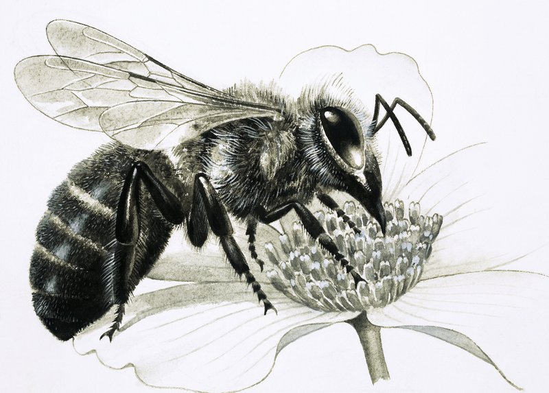 Abeille ouvrière récoltant le nectar de la fleur - R.B. Davis