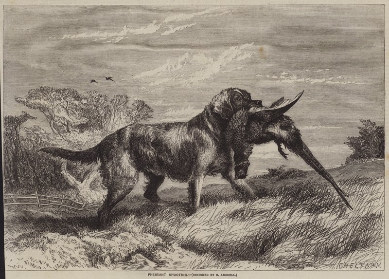 Chasse au faisan - Richard Ansdell