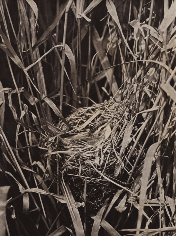 Phragmite des joncs sur le nid - Richard and Cherry Kearton