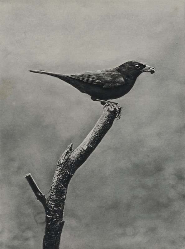 Merle mâle avec de la nourriture pour les jeunes - Richard and Cherry Kearton