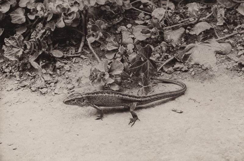 Lézard des sables - Richard and Cherry Kearton
