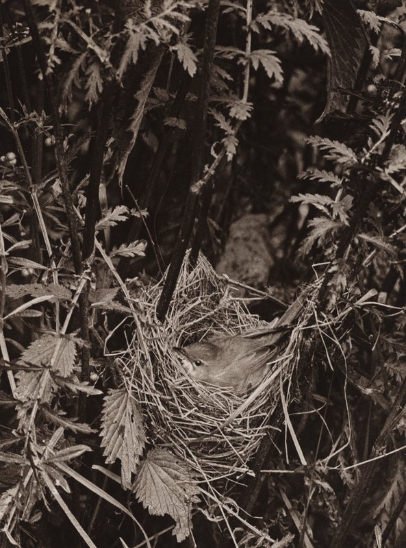 La Fauvette des Marais - Richard and Cherry Kearton