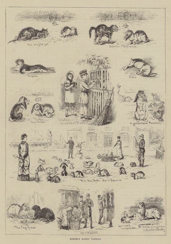 Élevage amateur de lapins - S.T. Dadd