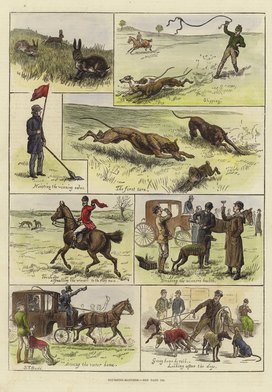 Courses de lévriers - S.T. Dadd