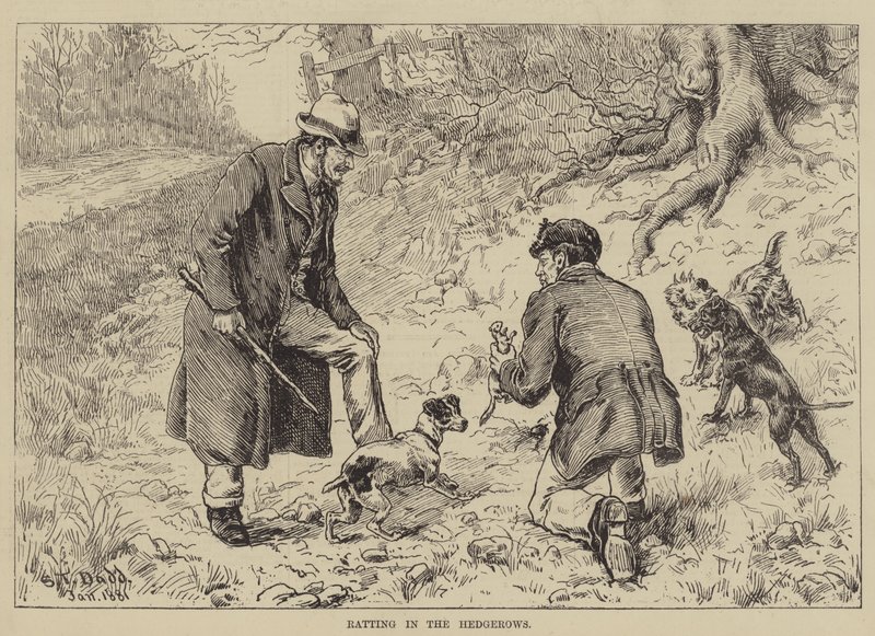 Chasse aux rats dans les haies - S.T. Dadd