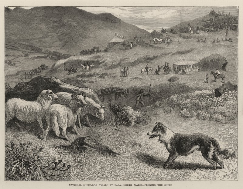 Concours national de chiens de berger à Bala, Pays de Galles du Nord, Enclos des moutons - Samuel Edmund Waller