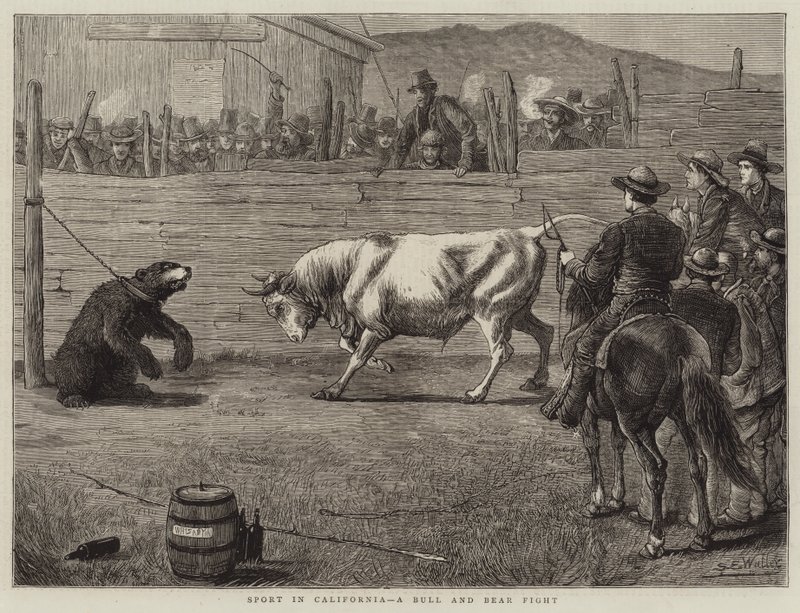 Sport en Californie, un combat de taureau et d