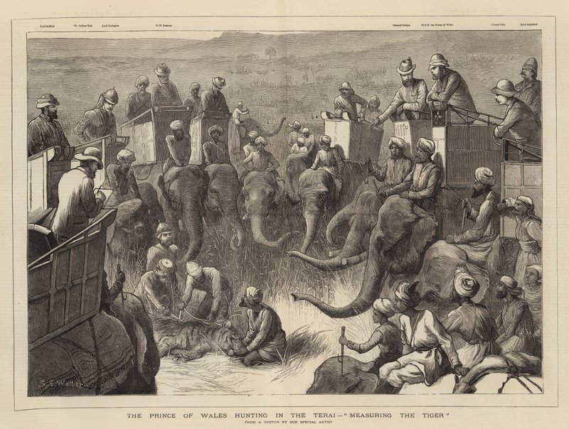 Le prince de Galles chassant dans le Terai, mesurant le tigre - Samuel Edmund Waller